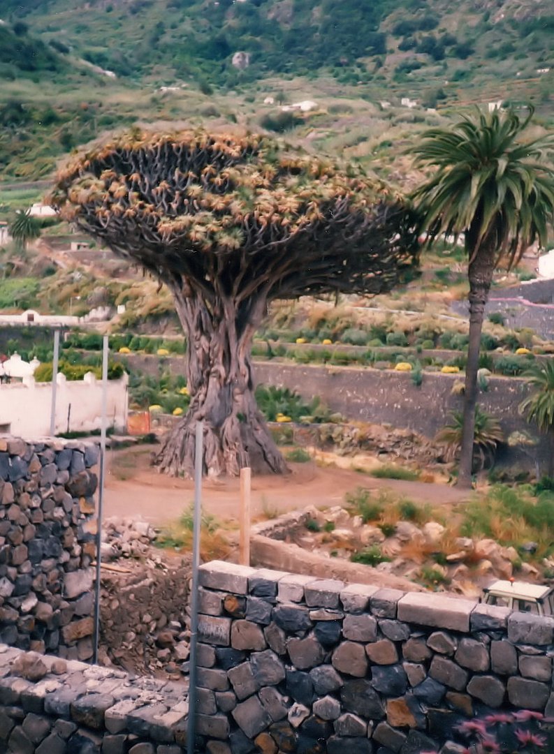 Urlaubserinnerungen 21 .... Auf Teneriffa ..... siehe Text unten !