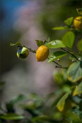 Urlaubserinnerungen aus dem Bot. Garten......