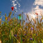 Urlaubserinnerungen Ostsee 2017 #27