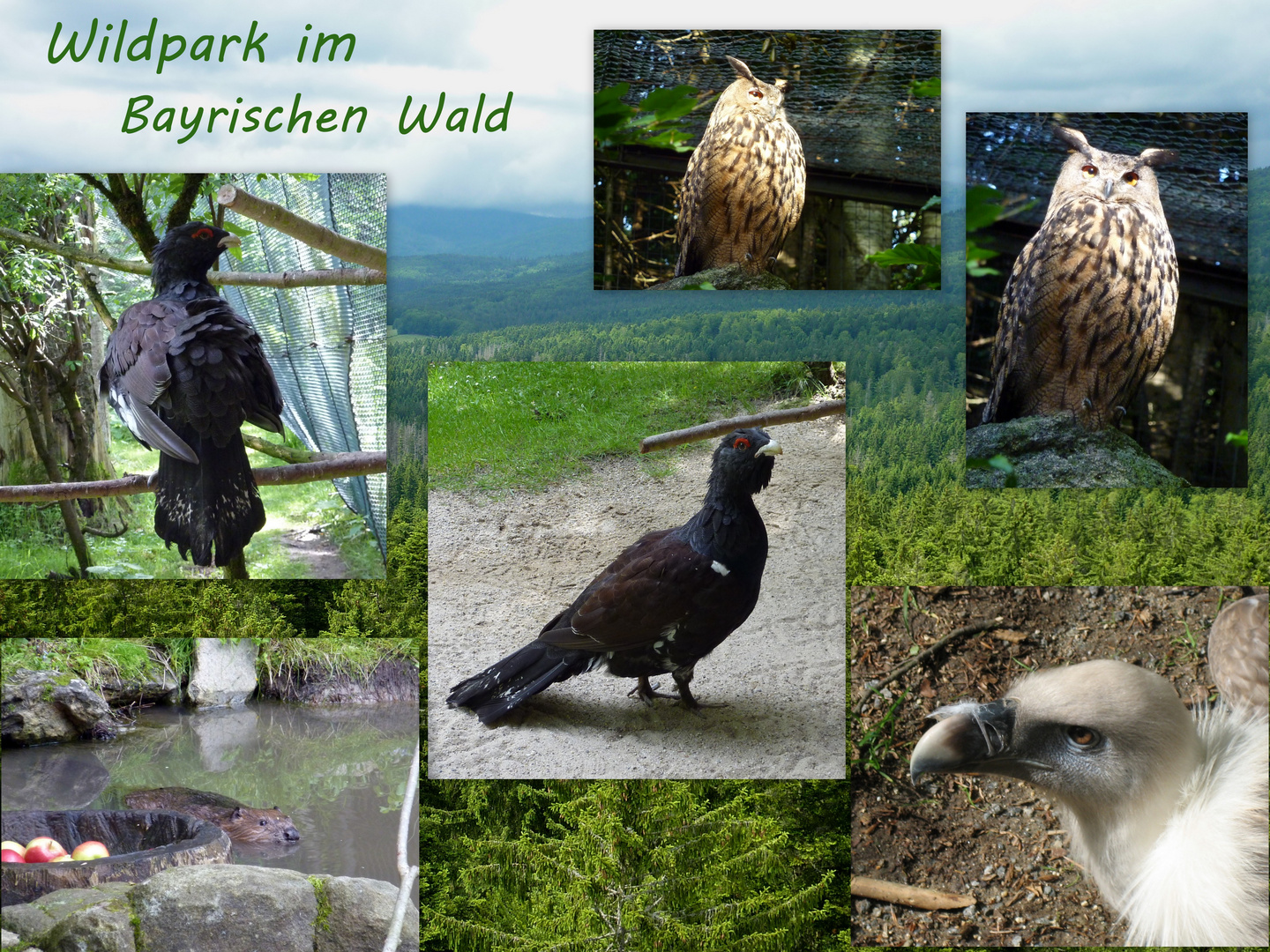 Urlaubserinnerungen vom Bayrischen Wald