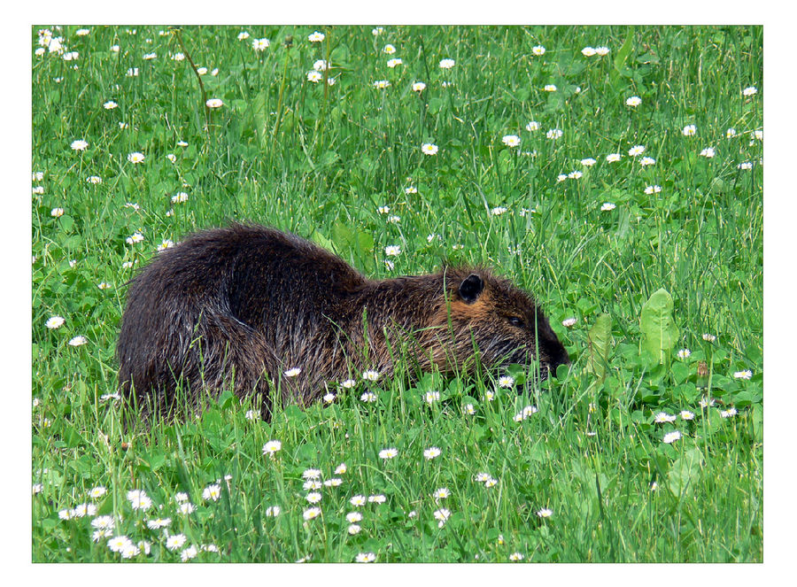 Urlaubsgrüße (25) - Wildlife in der "Kleinen Festung" in Terezin II.