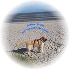 Urlaubsgrüße vom Nordsee-Retriever