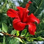 Urlaubsidyll in Grün und Rot (Hibiskusblüte)