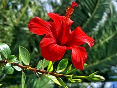 Urlaubsidyll in Grün und Rot (Hibiskusblüte)