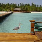 Urlaubsidylle auf den Malediven
