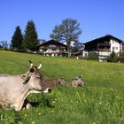 Urlaubsstimmung im Allgäu