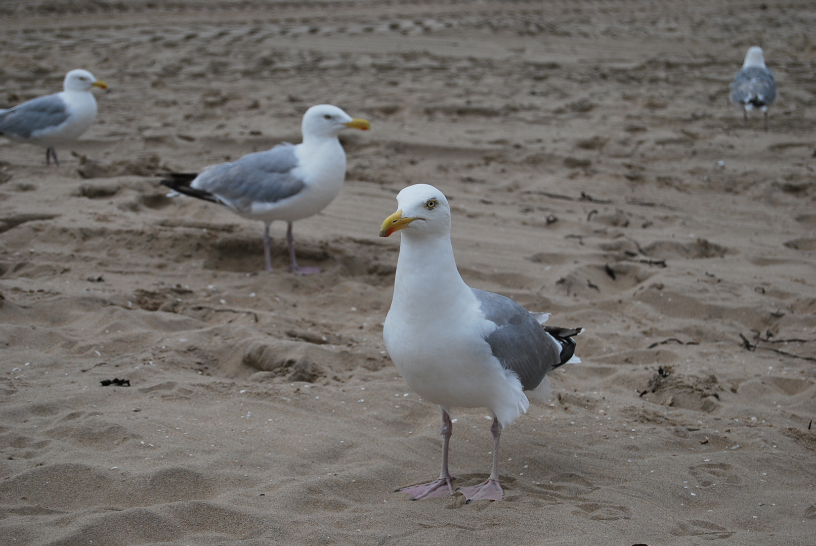 Urlaubsträume