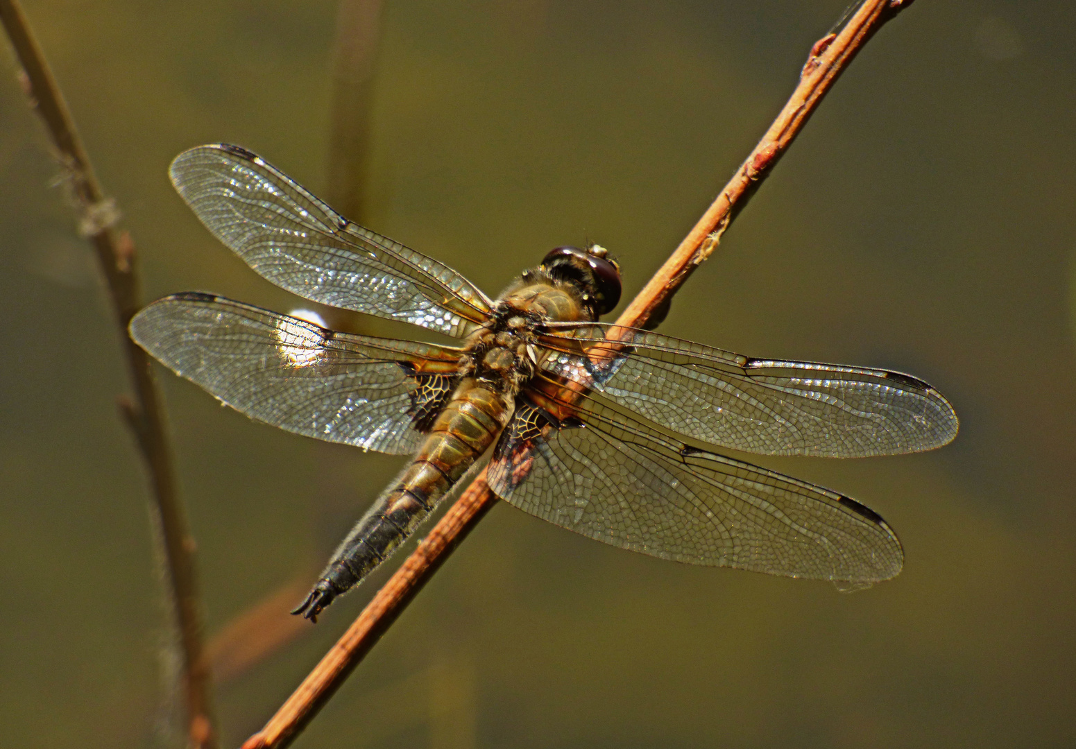 Urlibelle (Anisozygoptera)