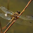 Urlibelle (Anisozygoptera)