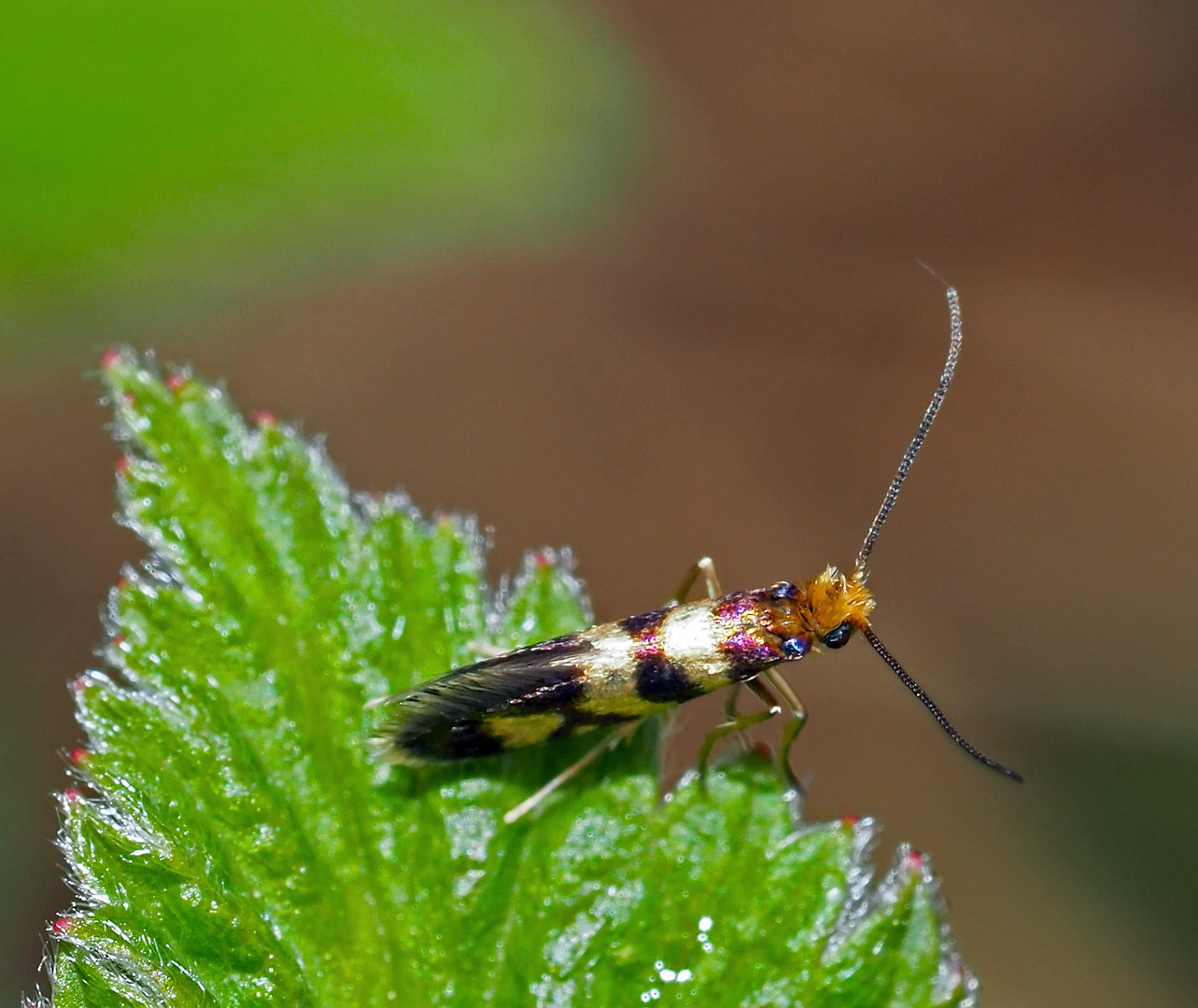 Urmotte (Micropterix Rothenbachii)