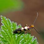 Urmotte (Micropterix Rothenbachii)