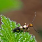 Urmotte (Micropterix Rothenbachii)