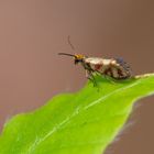 Urmotte Micropterix tunbergella