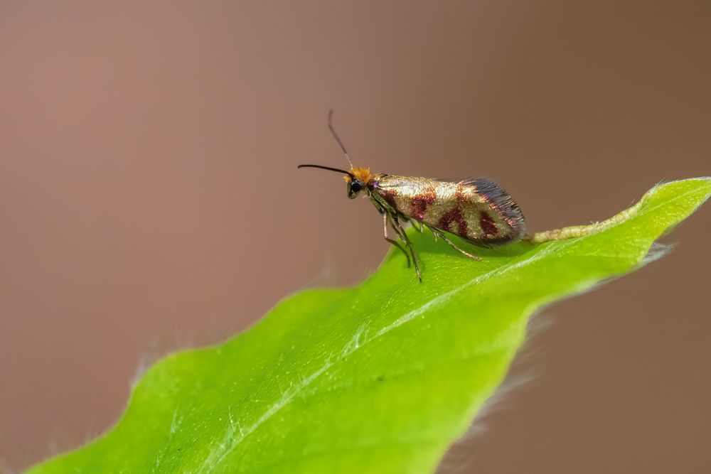 Urmotte Micropterix tunbergella