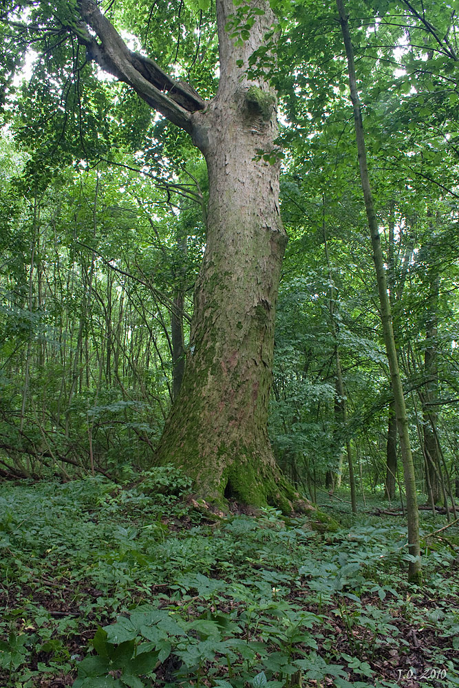 Urmutter bei Sarrod