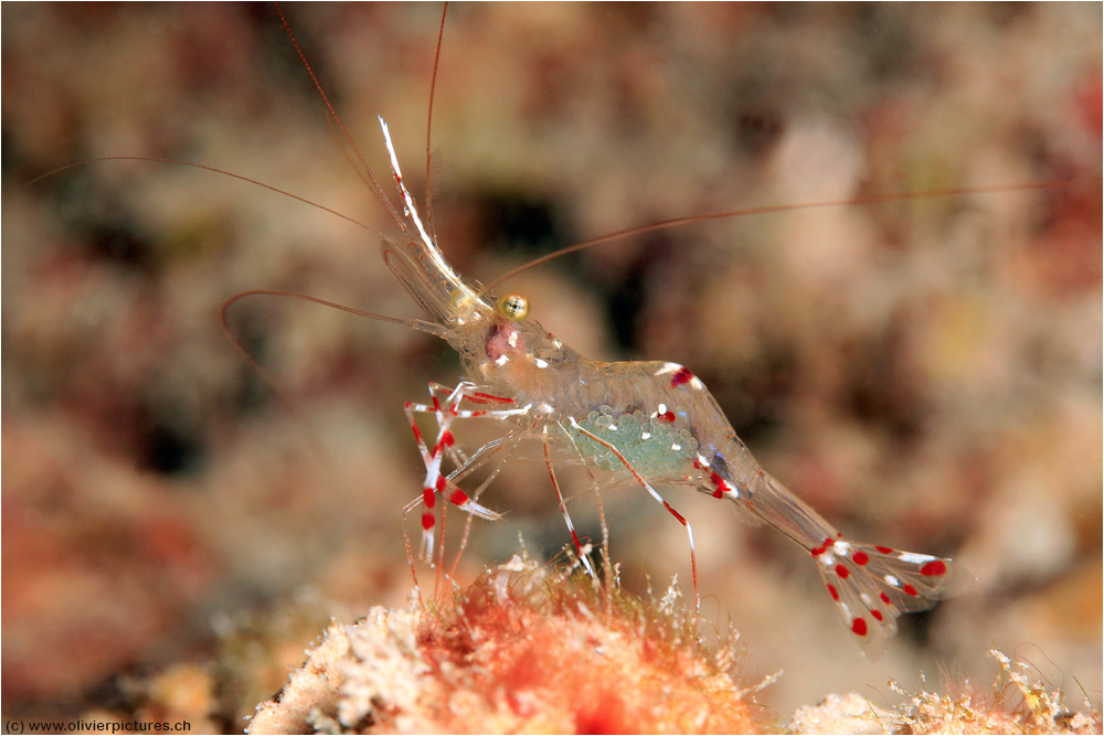 Urocaridella antonbruunii Foto & Bild unterwasser, uwsalzwasser