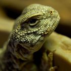 Uromastyx