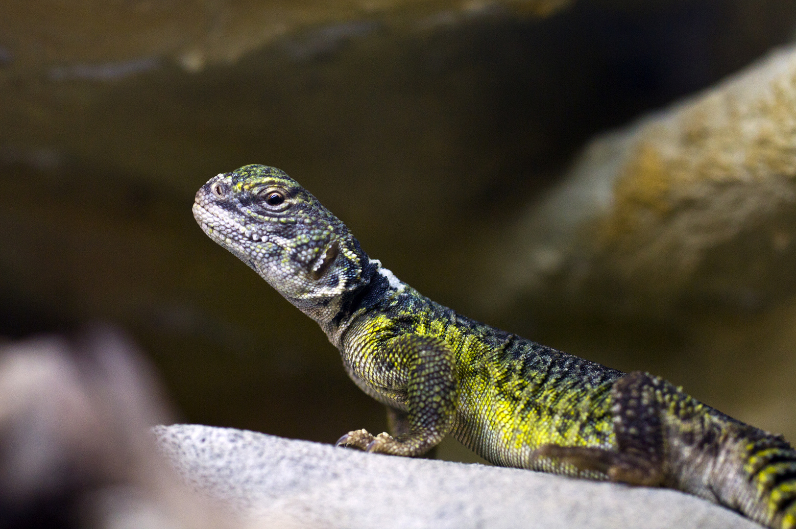 Uromastyx