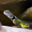 Uromastyx