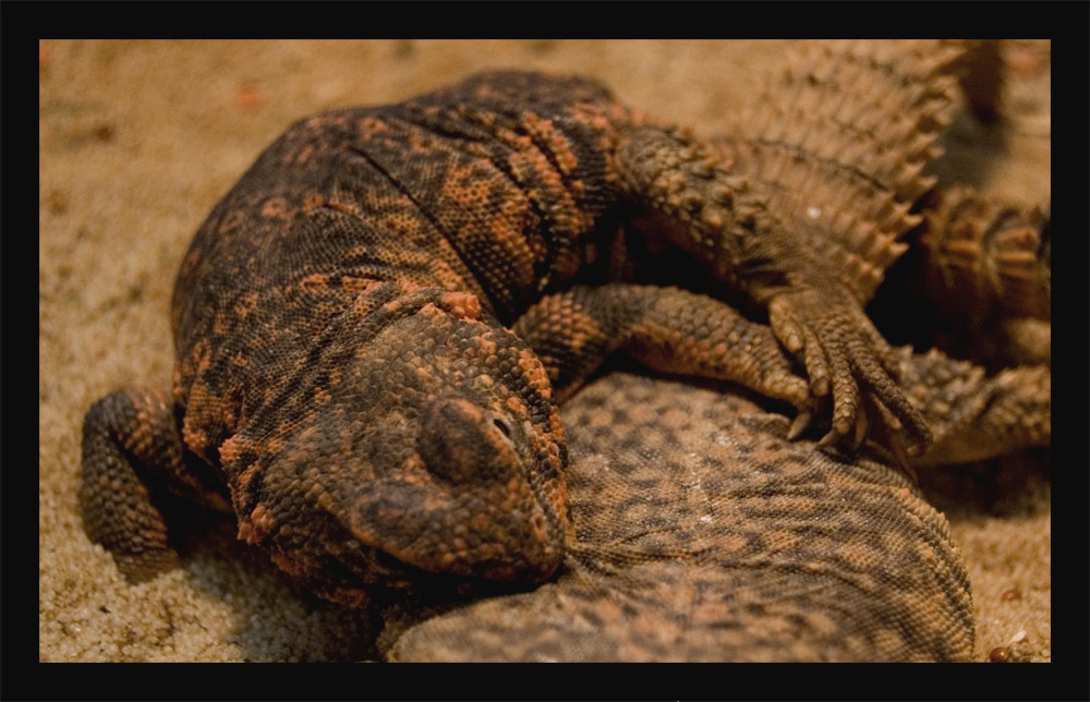 Uromastyx geyri - Paarungsritual