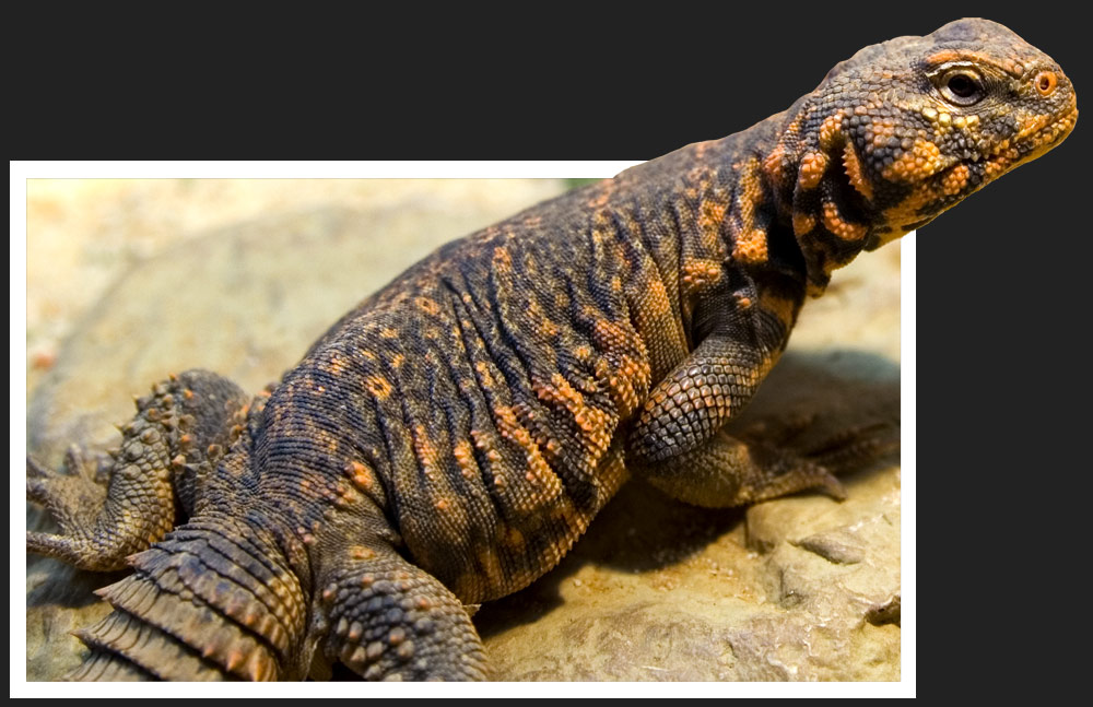 uromastyx geyrie