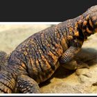 uromastyx geyrie