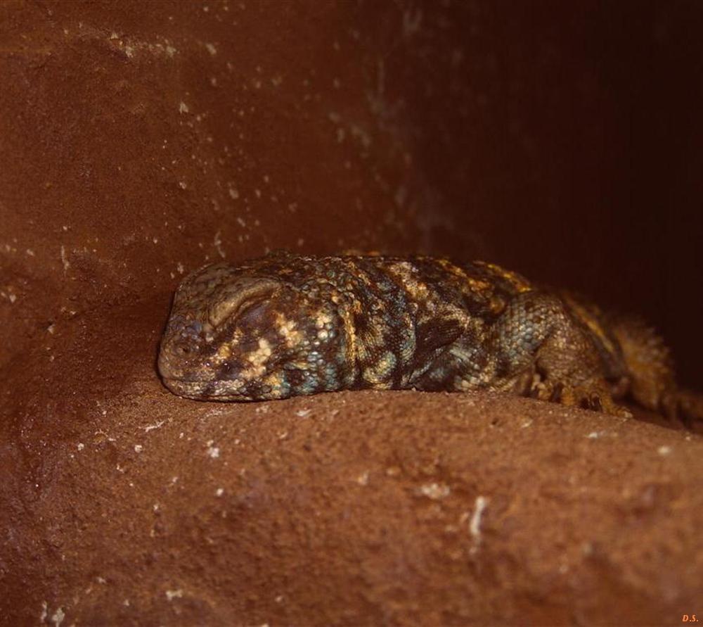 Uromastyx ornata 1,0