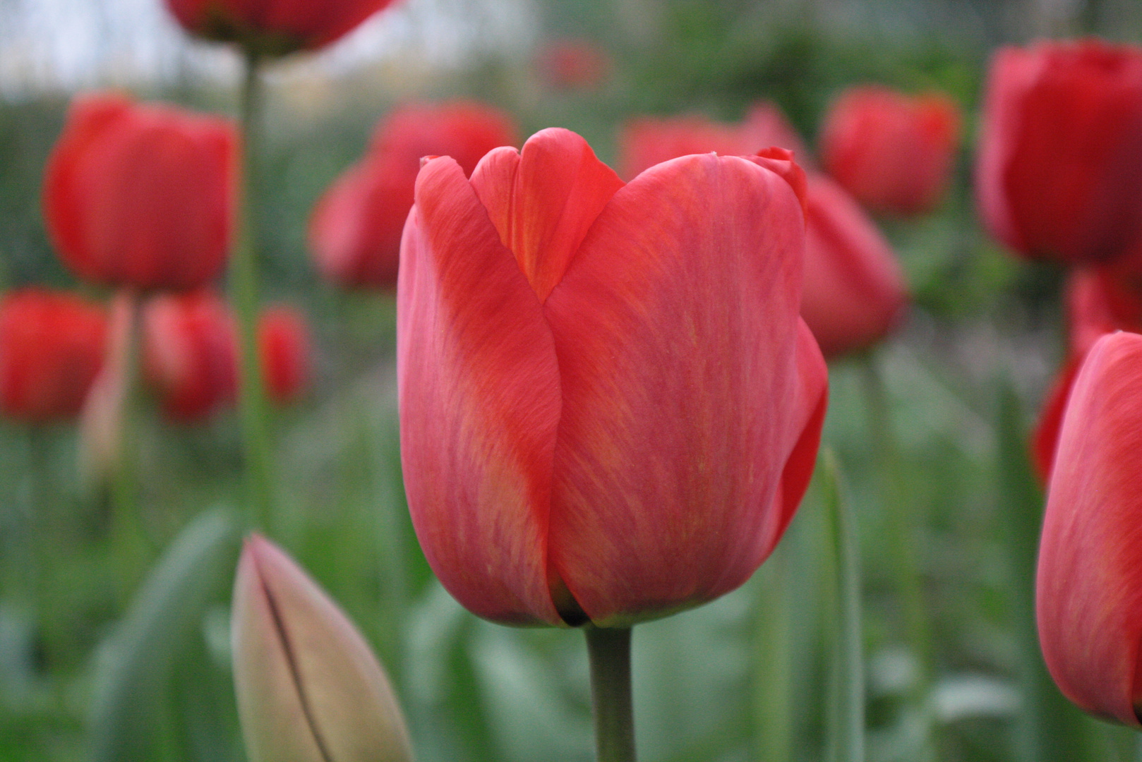 Uropas Tulpen