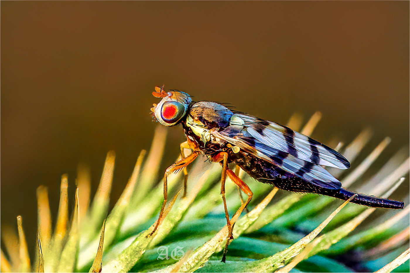 Urophora cardui photo & image animals, wildlife, insects images at