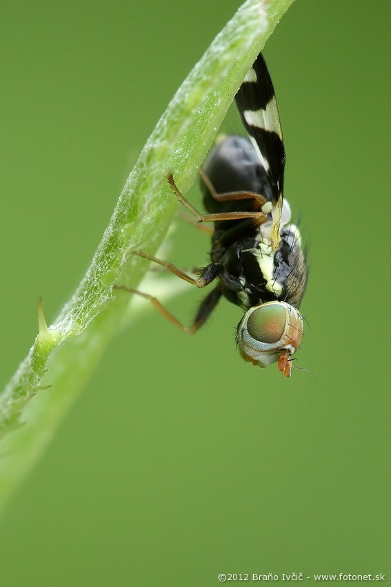 Urophora cardui