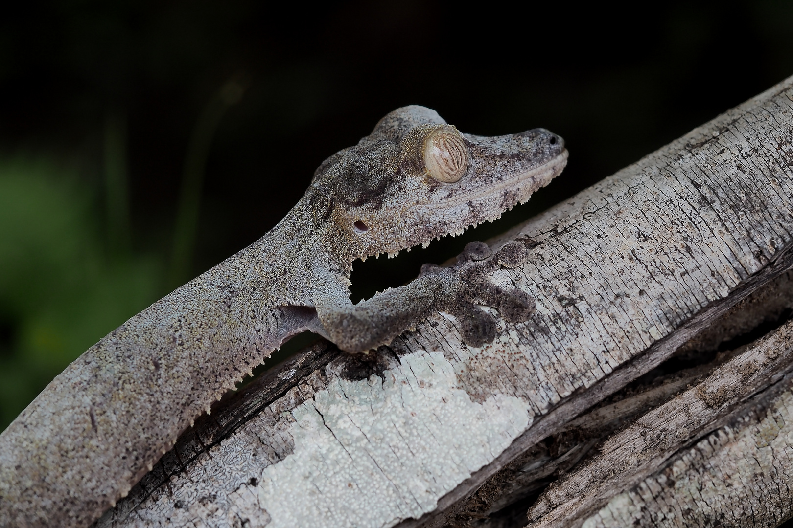 Uroplatus