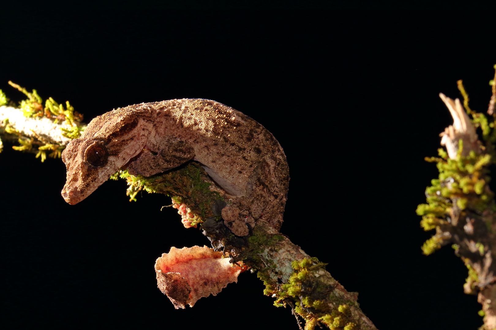 Uroplatus alluaudi, Montagne de Ambre, Madagaskar