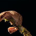 Uroplatus alluaudi, Montagne de Ambre, Madagaskar