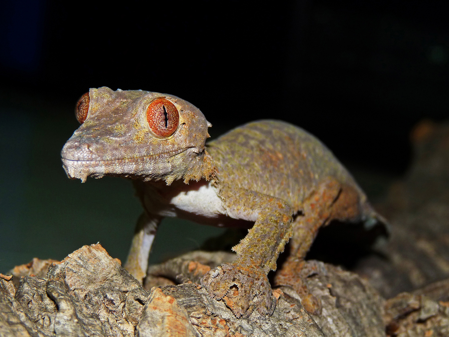 Uroplatus fimbriatus 