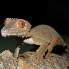 Uroplatus fimbriatus 