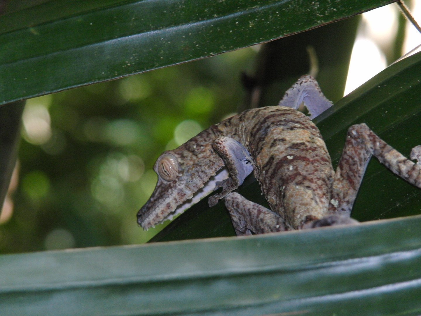 Uroplatus fimbriatus