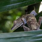 Uroplatus fimbriatus