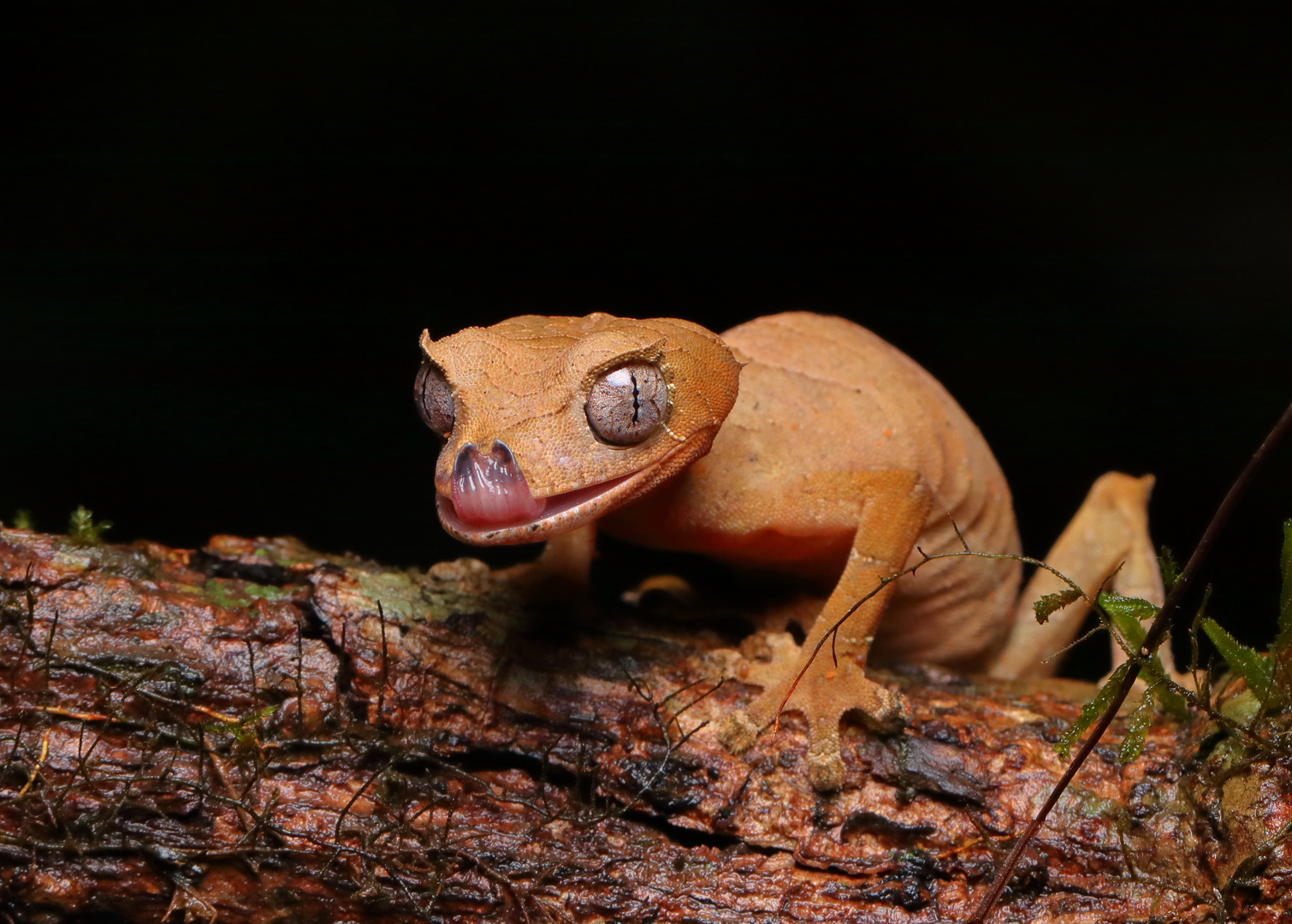 Uroplatus finiavana