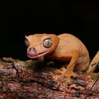 Uroplatus finiavana