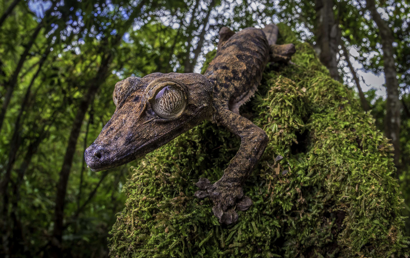 UROPLATUS GIGANTAEUS