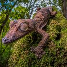 UROPLATUS GIGANTAEUS