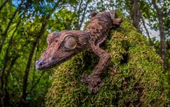 UROPLATUS GIGANTAEUS