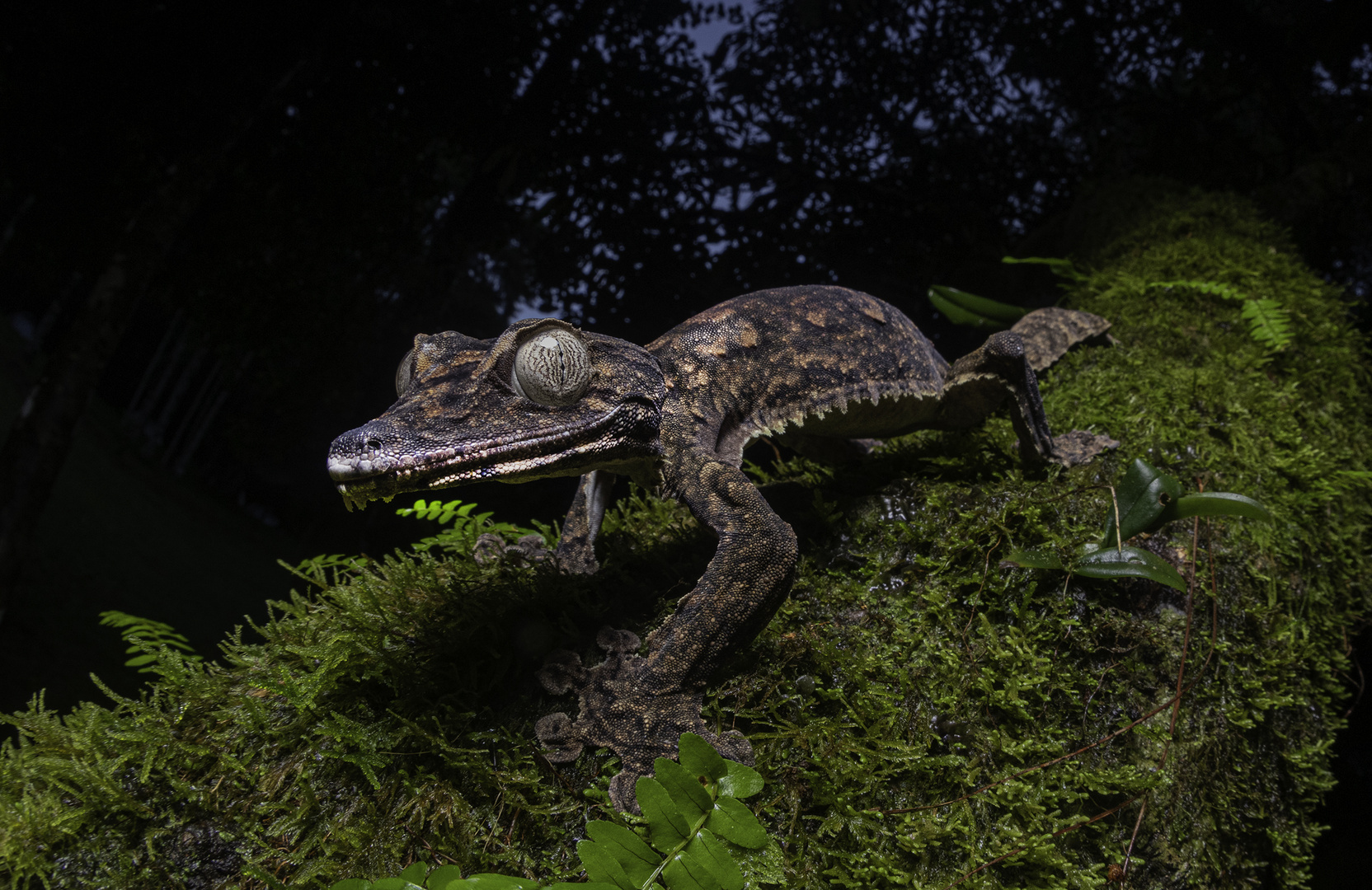 Uroplatus giganteus