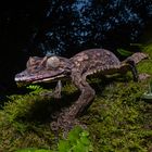 Uroplatus giganteus