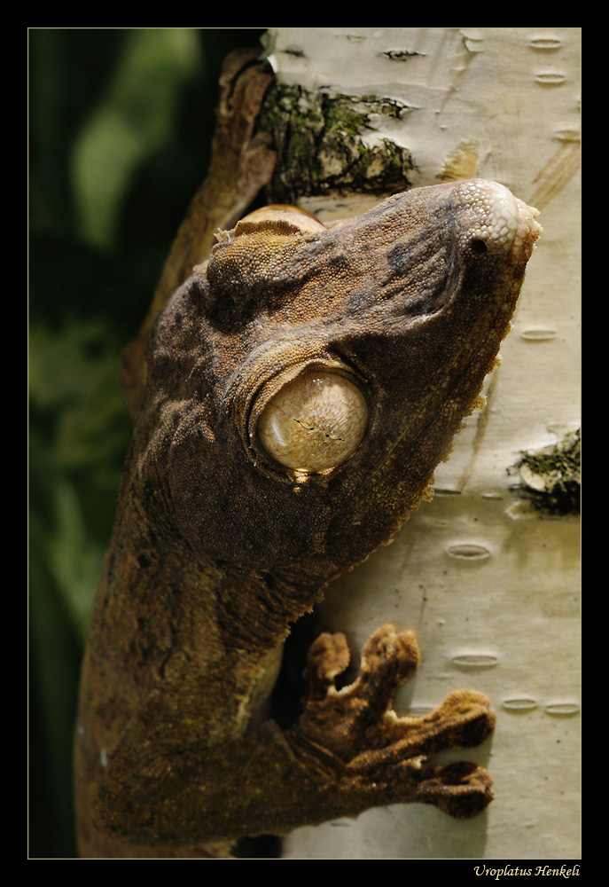 Uroplatus Henkeli