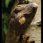 Uroplatus Henkeli