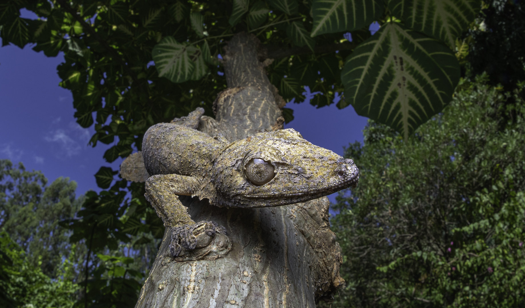 Uroplatus henkeli