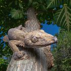 Uroplatus henkeli