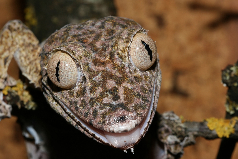 Uroplatus henkeli .