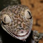 Uroplatus henkeli .